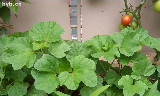 冬寒菜的季节性与营养价值（寒冬时节的菜蔬宝藏——冬寒菜）