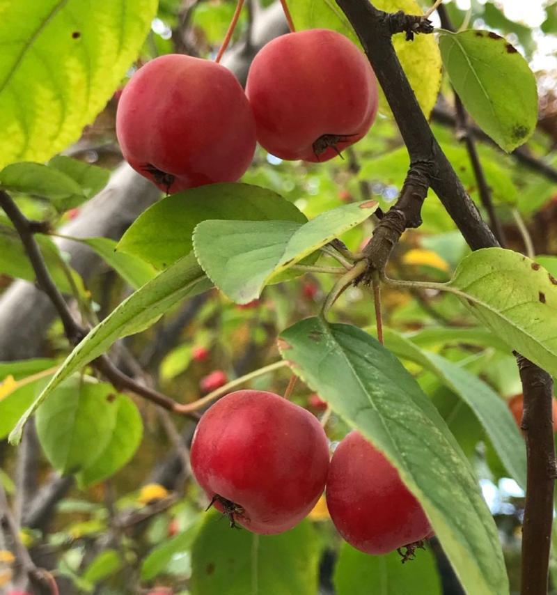 冬红果的种植与养护（一步步教你如何成为冬红果达人）