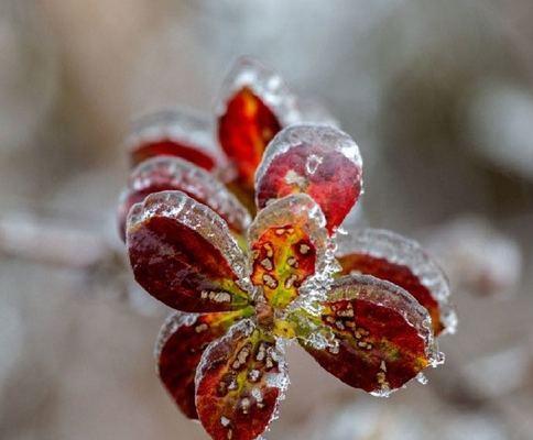 冬季湖北适合种植的花卉（打造浪漫冬日花园）