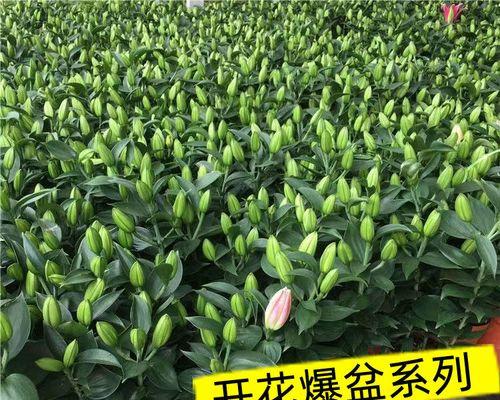 冬季湖北适合种植的花卉（打造浪漫冬日花园）