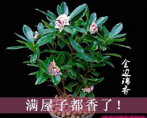 冬季室内花卉养护指南