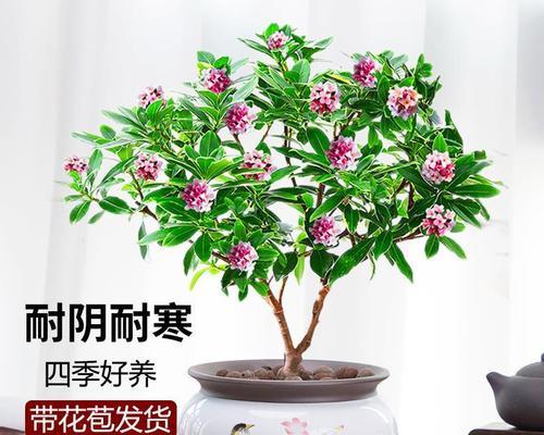 冬季居家养花指南（15种适合冬季居家养花植物推荐）