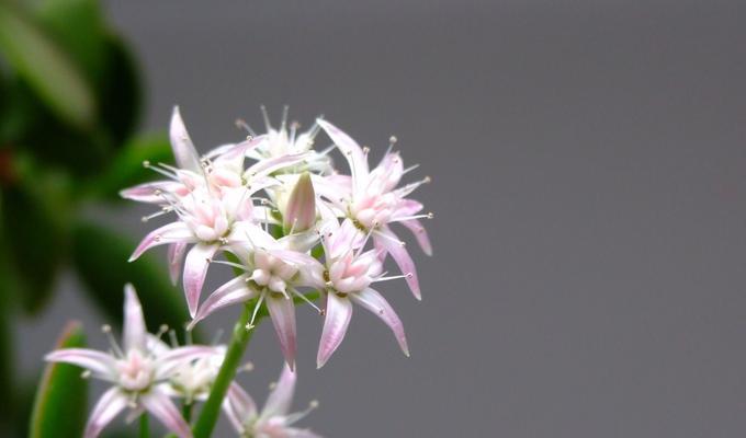 冬青花期时间长短的探究（从开花到结果的过程与影响因素分析）