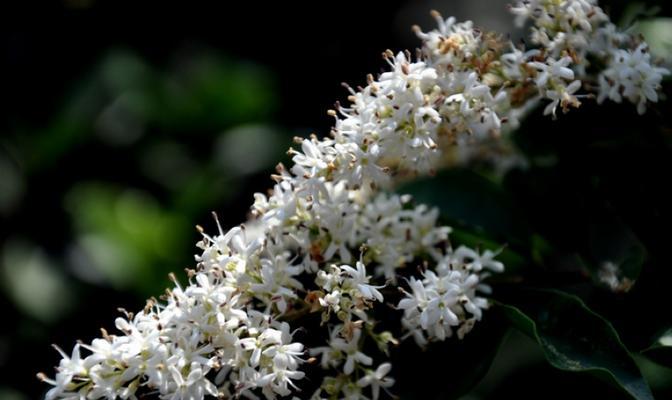 探究冬青花期（了解冬青花期的时间和特点）