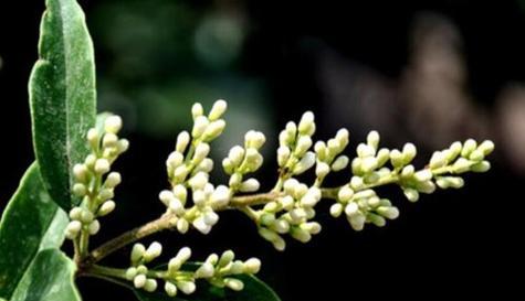 探究冬青花期（了解冬青花期的时间和特点）