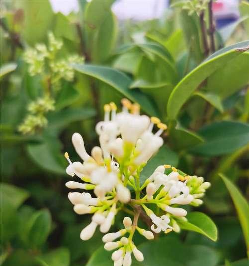 冬青开花的风水寓意（揭秘冬青开花对风水的影响及注意事项）