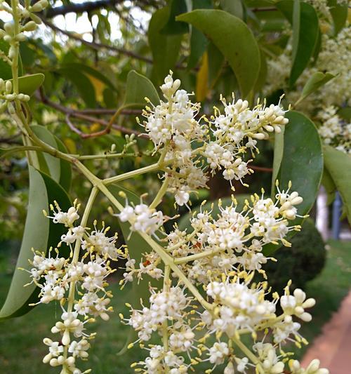 冬青开花，知识全在这里（解密冬青开花的奥秘）