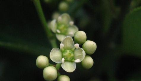 寓意象征与花语——探秘冬青开花（揭示冬青开花的隐秘面）