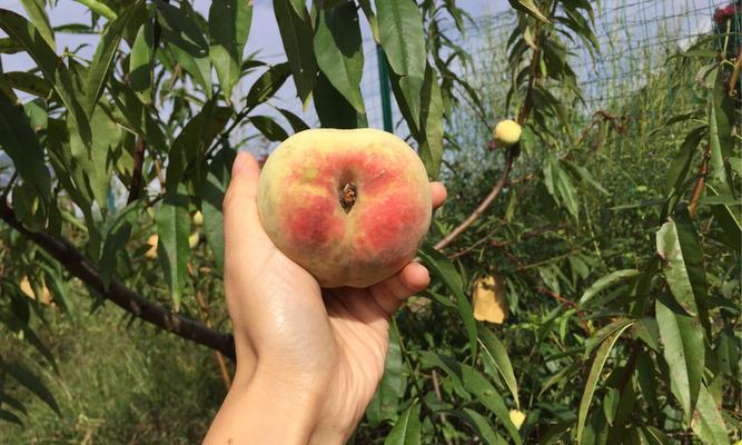 冬桃开花结果时间和关键因素（探究冬桃开花结果的时令和生长环境）