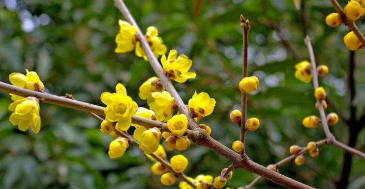 冬天好养的花卉大盘点（探秘花海中的冬季花卉）