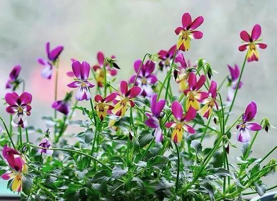 冬季室内花卉养护指南（让你的家中充满活力的花卉选择和养护技巧）