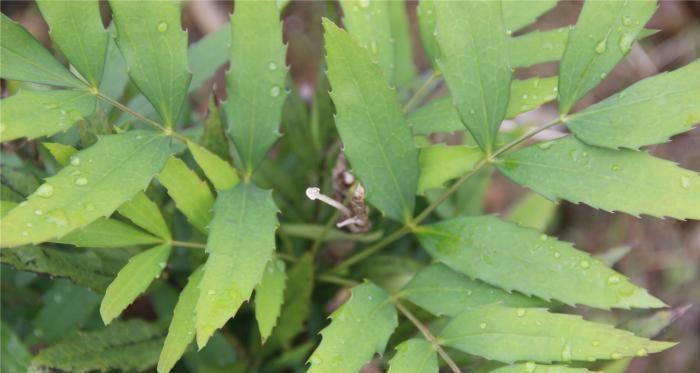 寒冬季节的植物（探秘寒冬中的植物生态）