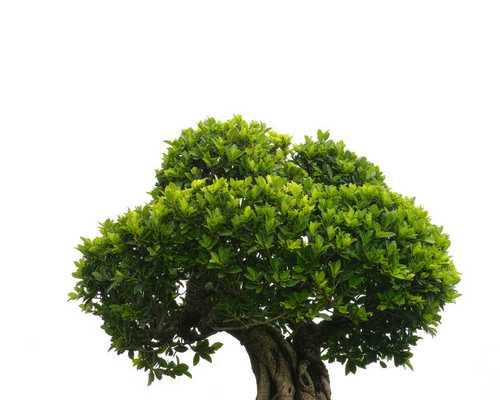 冬日枝头绿——探秘冬季常青树的美丽之处（冬天也有绿色的树）