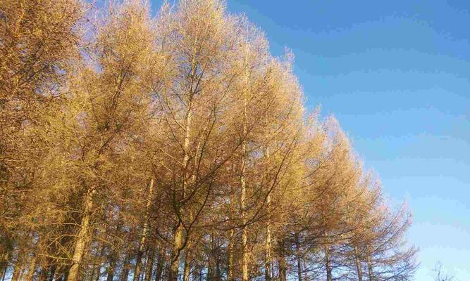 冬季适宜种植的树种（选择适合冬季种植的树种有哪些）