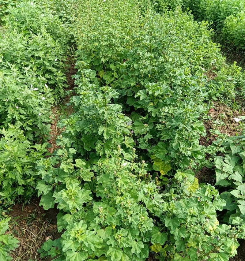 冬苋菜种植时间的选择（影响冬苋菜生长的因素及最佳种植时间选择）