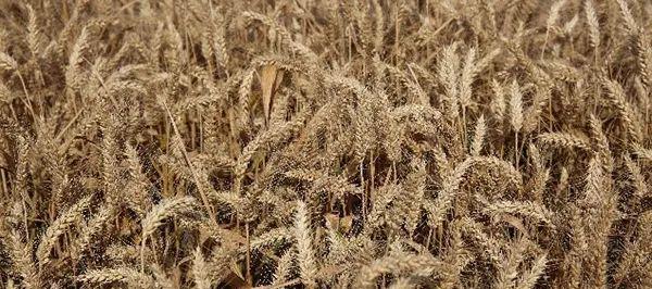 冬小麦品种排名及优良品种推荐（了解冬小麦品种）