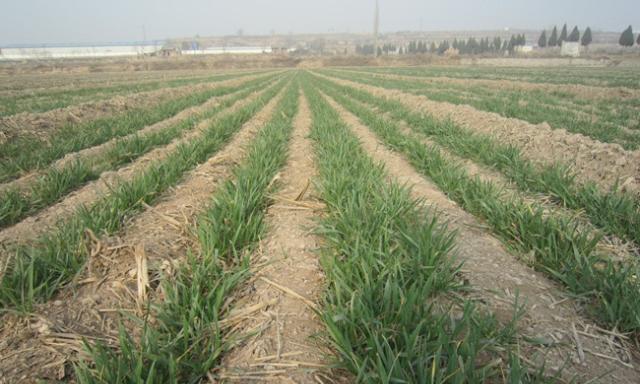 冬小麦最佳播种时间剖析（寻找冬小麦最适宜的种植时间）