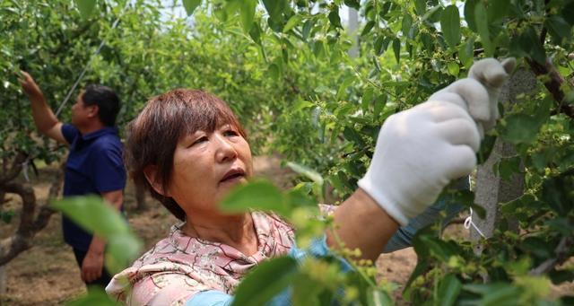 掌握冬枣环剥技术，轻松享受美味（最佳时间和技巧方法让你成为“环剥高手”）