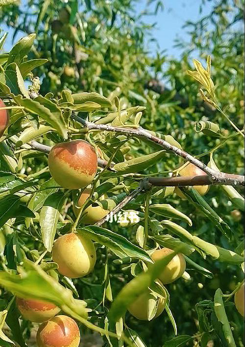 冬枣的开花时间与生长特点（了解冬枣的开花时间）