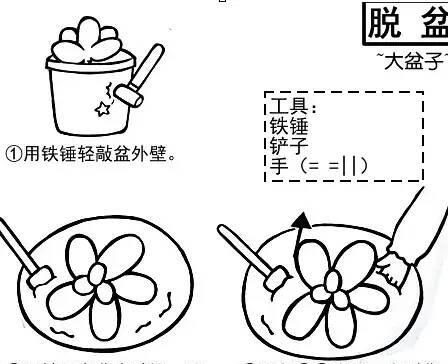 豆瓣绿修剪技巧（打造美丽盆景的秘诀）