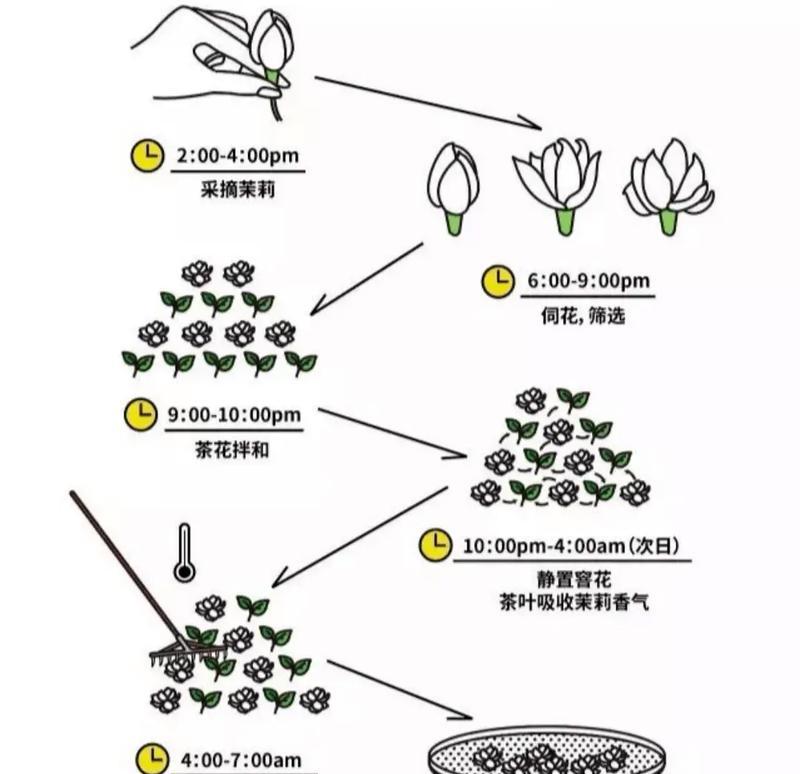 豆瓣绿摘心打顶全攻略（掌握时间和方法）