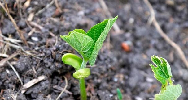 豆角苗的种植管理技巧（从发芽到出苗）