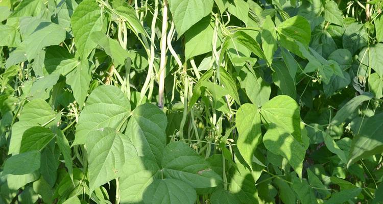 豆角种植的月份选择（科学选取种植时间）