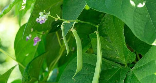 豆角种植的月份选择（科学选取种植时间）