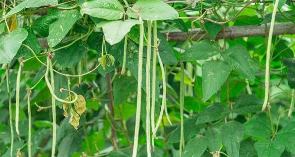 南方豆角种植月份详解（如何选择适宜的种植时间）