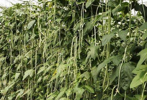 南方豆角种植月份详解（如何选择适宜的种植时间）