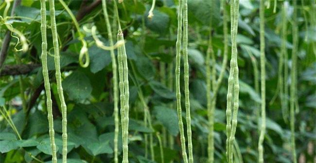 豆角种植指南（掌握适宜的月份）