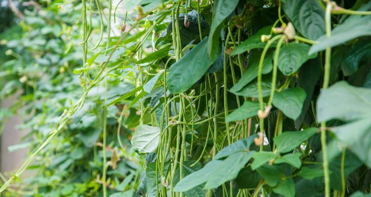 豆角种植全攻略（从时间、技术到步骤）