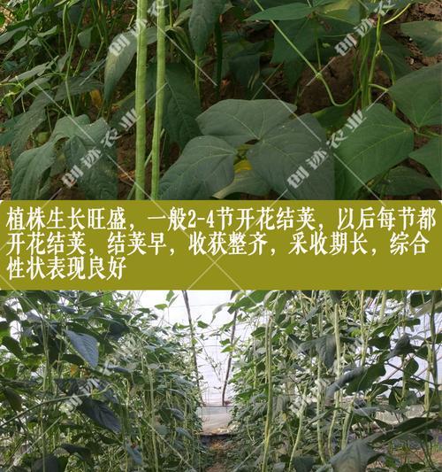 如何种植豆角子种子（从选种到丰收）