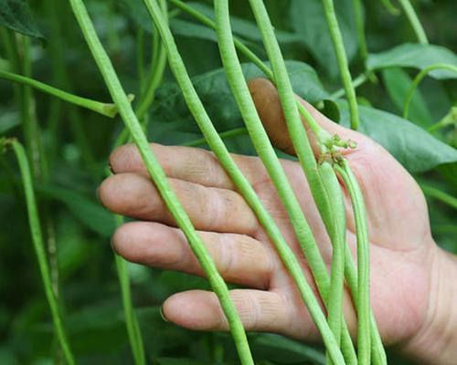 如何种植豆角子种子（从选种到丰收）