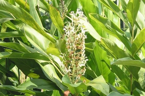 豆蔻——香料和药用植物（探究豆蔻的种类）