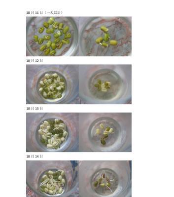 探究豆芽生长的秘密（了解豆芽的生命力和生长环境条件）