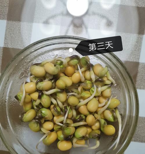 豆子的发芽过程（从种子到幼苗）