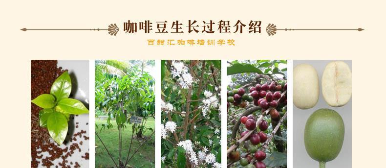 豆子种植指南——从播种到发芽出苗（掌握种植技巧）