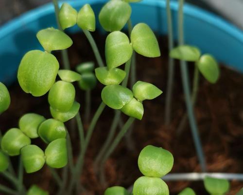 如何选择豆子的种植时间（全年种植要点）