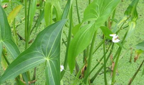 独角莲（功效、作用及食用方法详解）