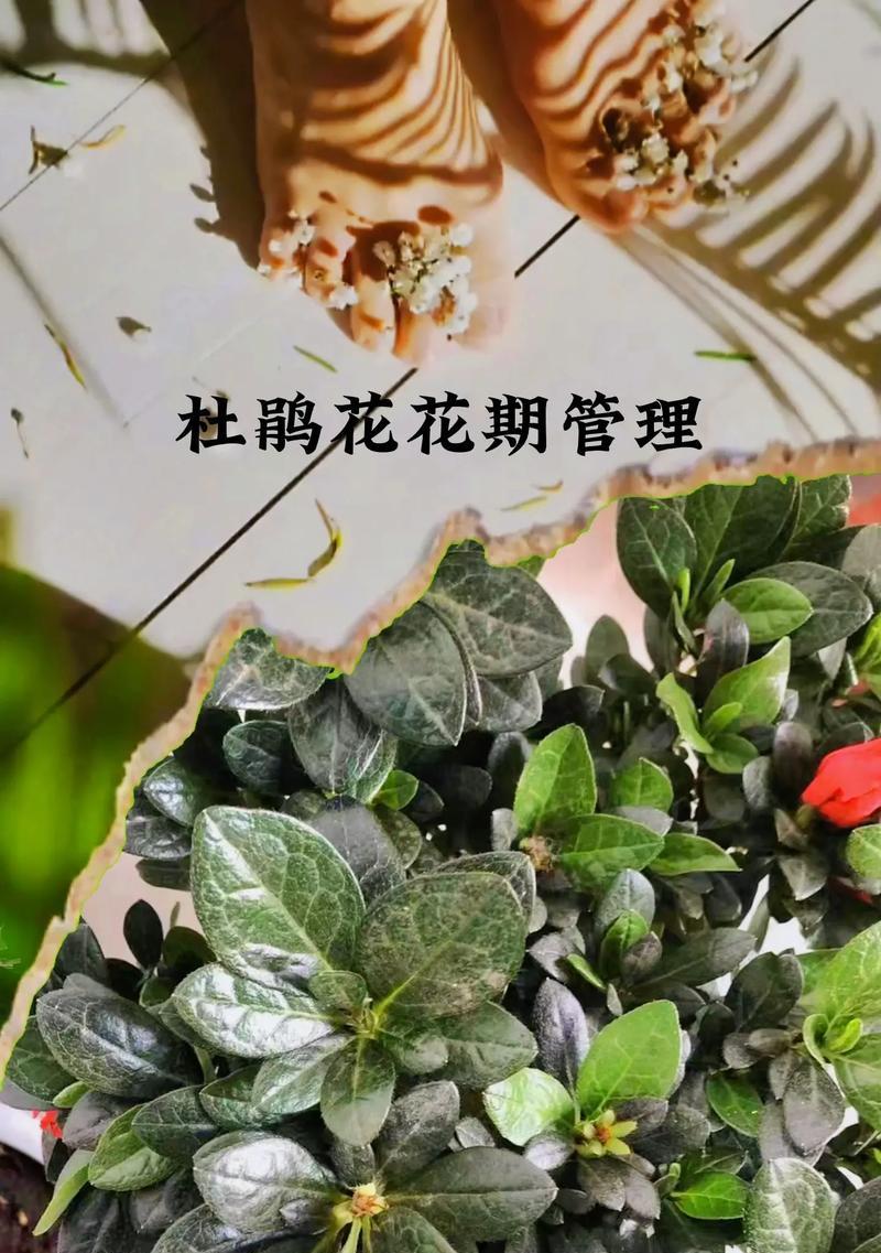 探究杜鹃花的根系结构，了解其生长环境的适应性能力（探究杜鹃花的根系结构）