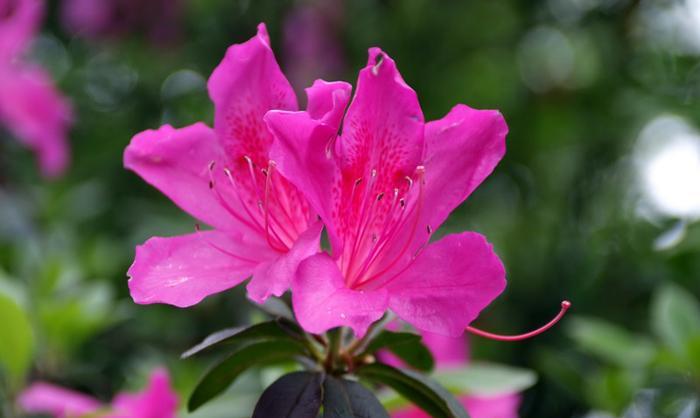 杜鹃花的花期是什么时候（解析杜鹃花开放时间及其特点）