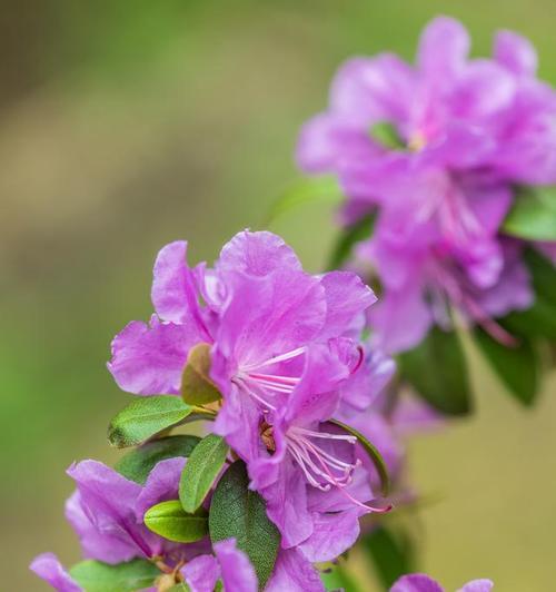 杜鹃花的生长环境与条件（探寻杜鹃花生长的秘密）