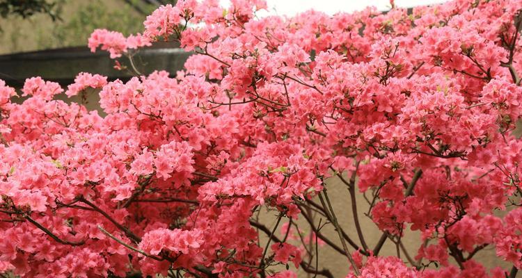 杜鹃花的美丽与特点（探秘杜鹃花的色彩）