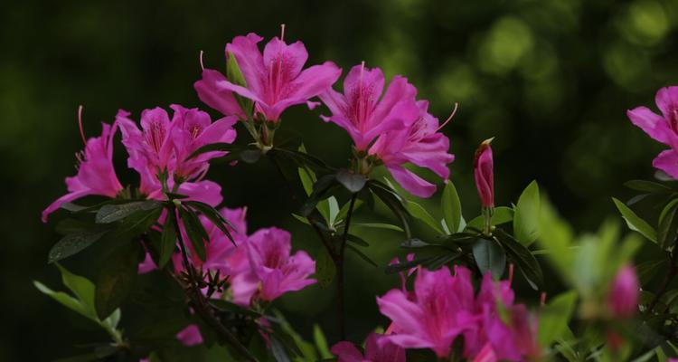 杜鹃花的美丽与特点（探秘杜鹃花的色彩）