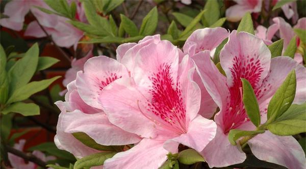 杜鹃花开花时间及开花周期剖析（探究杜鹃花开花规律）