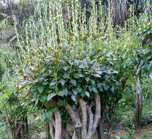 杜鹃花根系的发达程度（探秘杜鹃花的根系结构及其生长特点）