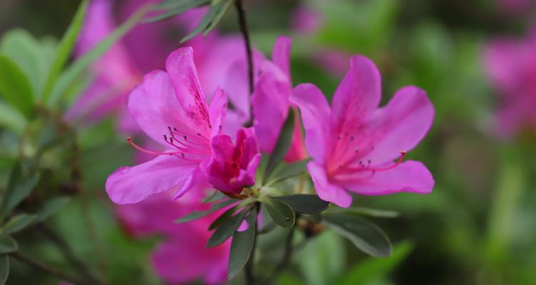 杜鹃花的花期及生长习性（盛开期长达一个月）