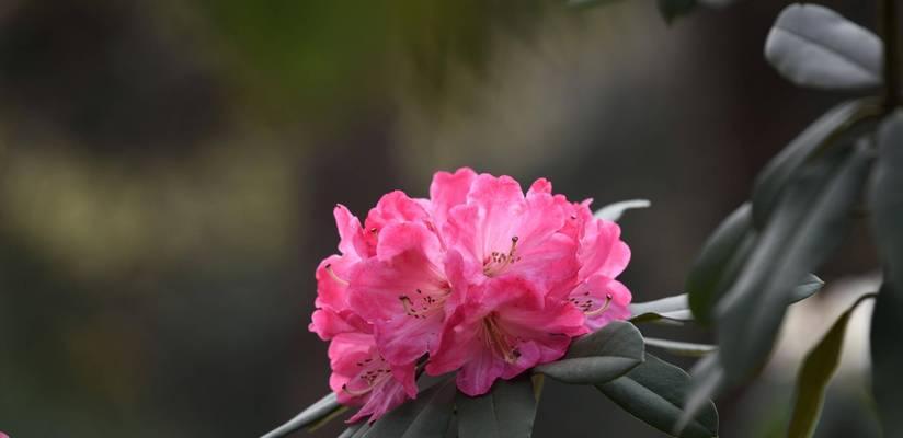 杜鹃花品种推荐（打造色彩斑斓的花园）