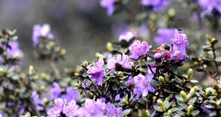 杜鹃花的耐寒能力（挑战寒冬）